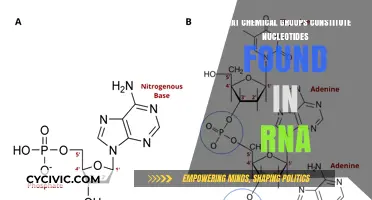 Chemical Groups in RNA Nucleotides: What's the Makeup?