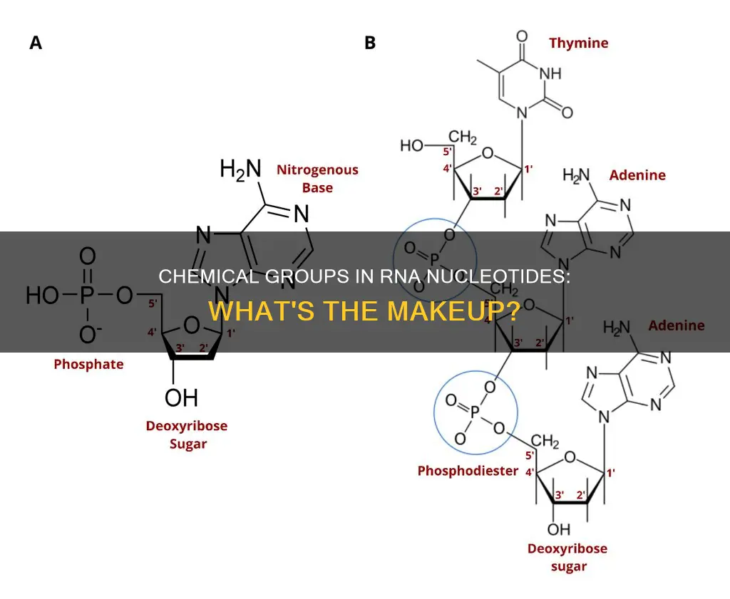 what chemical groups constitute nucleotides found in rna
