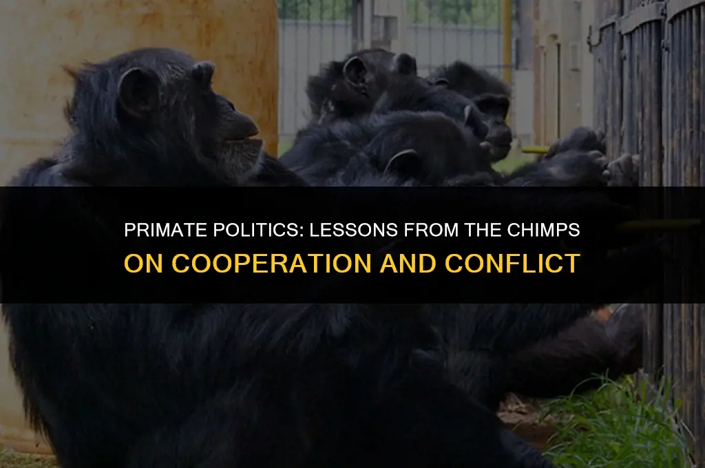 what chimps can teach us about politics