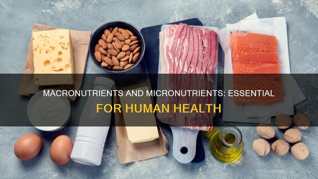 what classes of substances constitute the macronutrients the micronutrients