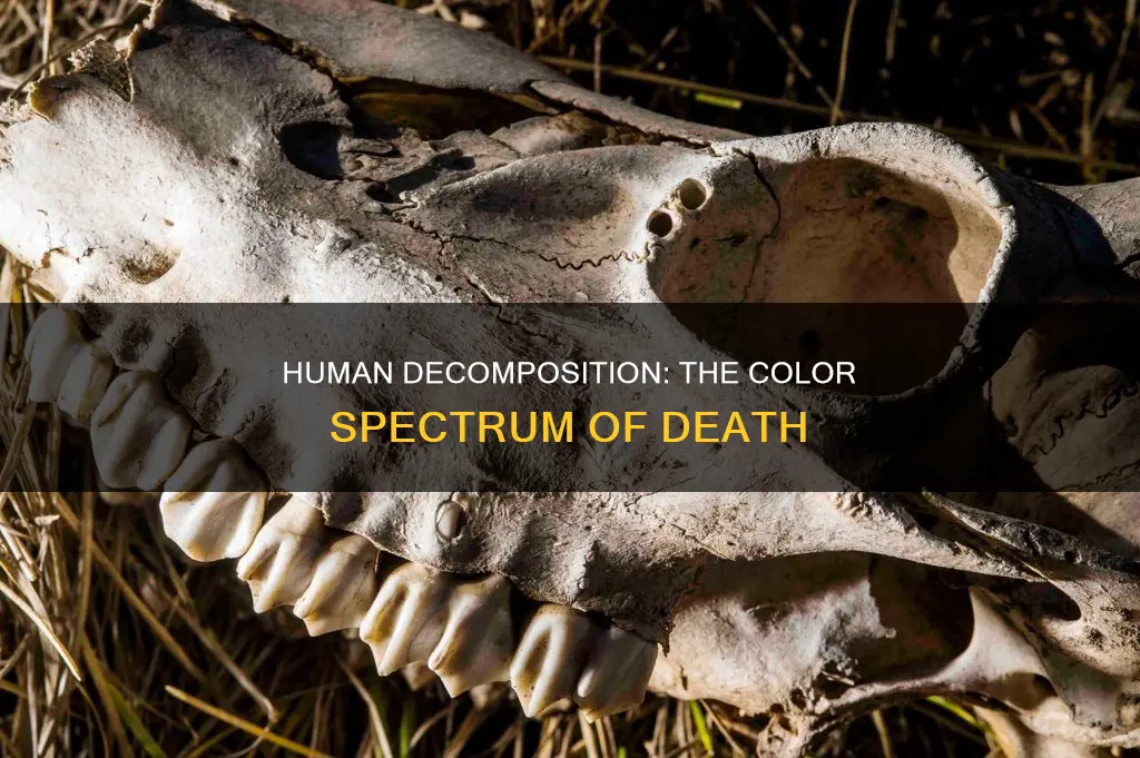 what colors would constitute decomposition in the human body