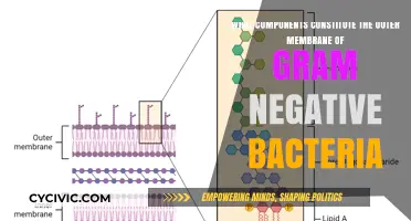 Outer Membrane of Gram-Negative Bacteria: What's It Made Of?