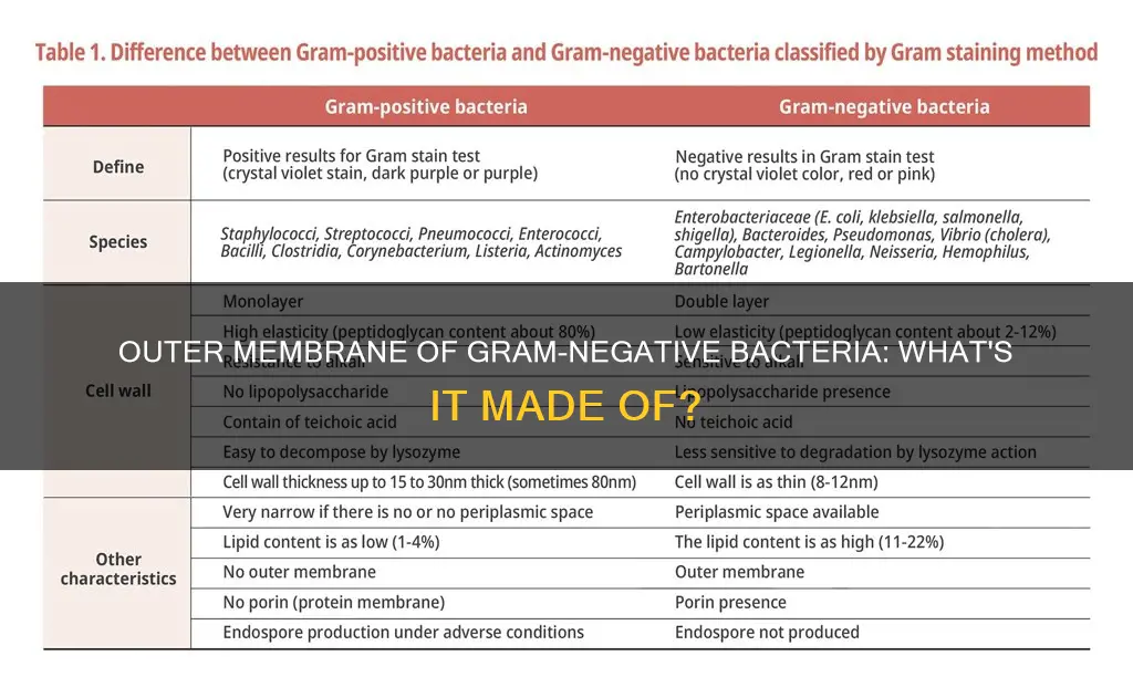 what components constitute the outer membrane of gram negative bacteria