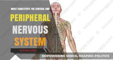 Nervous System: Central and Peripheral Divisions Explained
