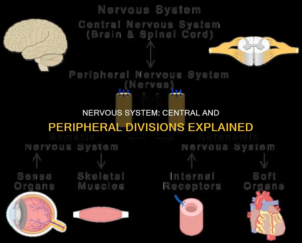 what constitute the central and peripheral nervous system
