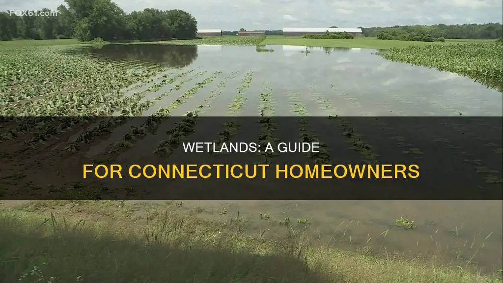 what constitute wetlands on a home owner in ct