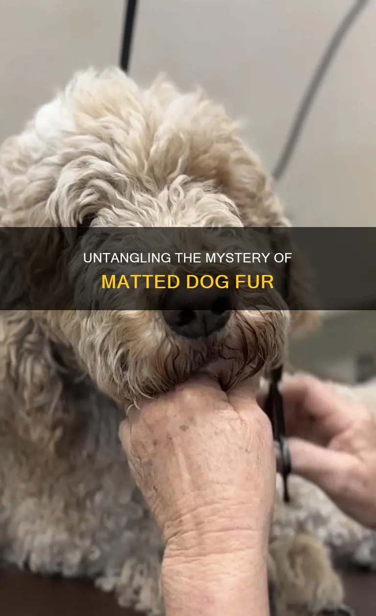 what constitutes a bad matt in your dogs fur