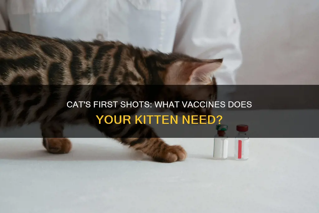 what constitutes a cat