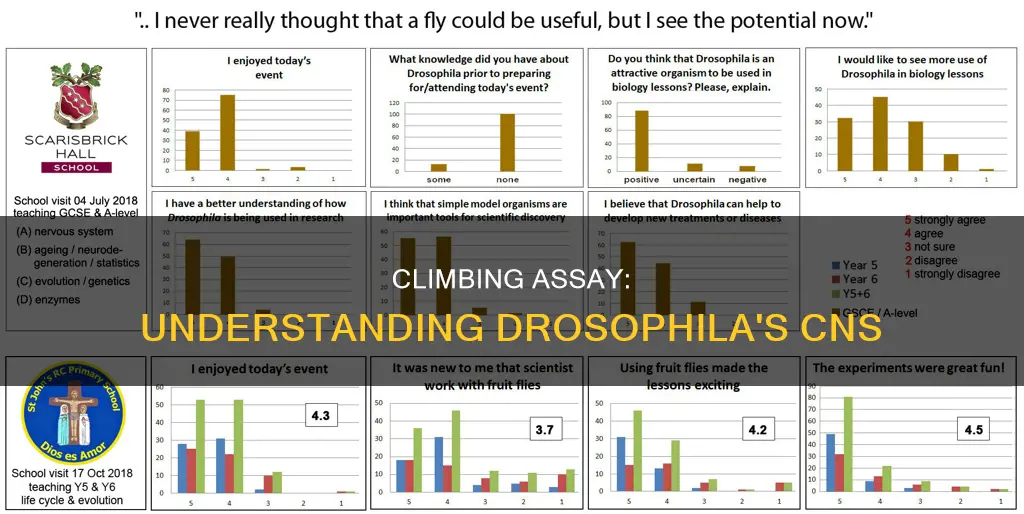what constitutes a cns in drosophila in climbing assay