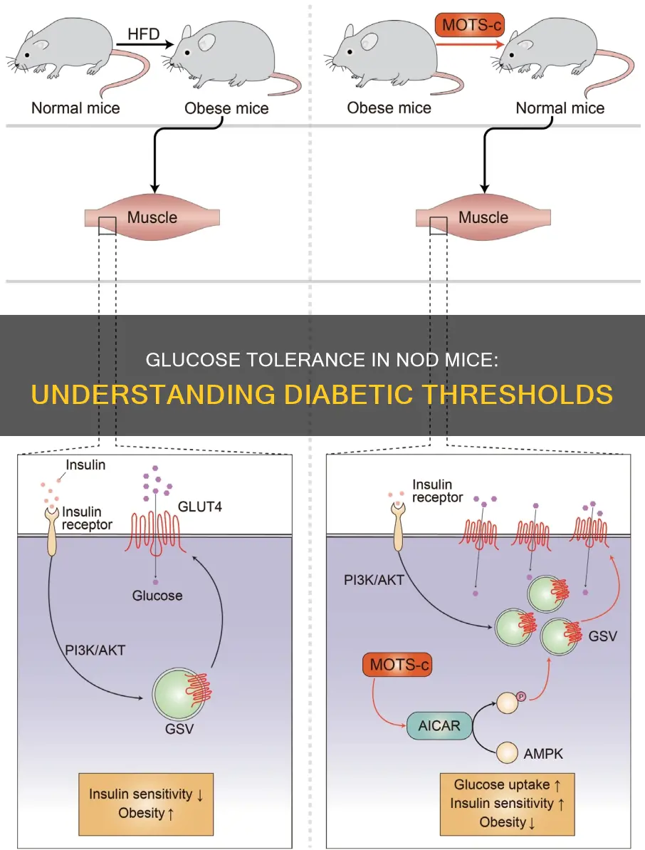 what constitutes a diabetic glucose tolerance in nod mice