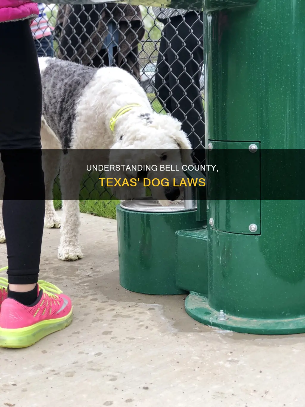 what constitutes a dog at large in bell co texas