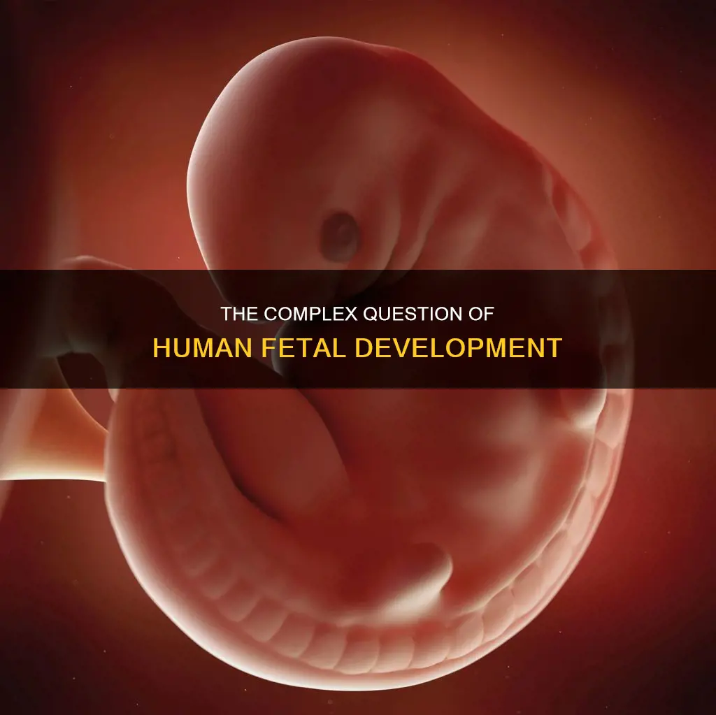 what constitutes a human being in the womb