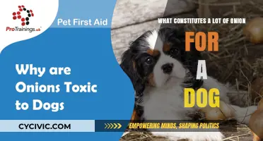 Onion Consumption in Dogs: How Much Is Excessive?