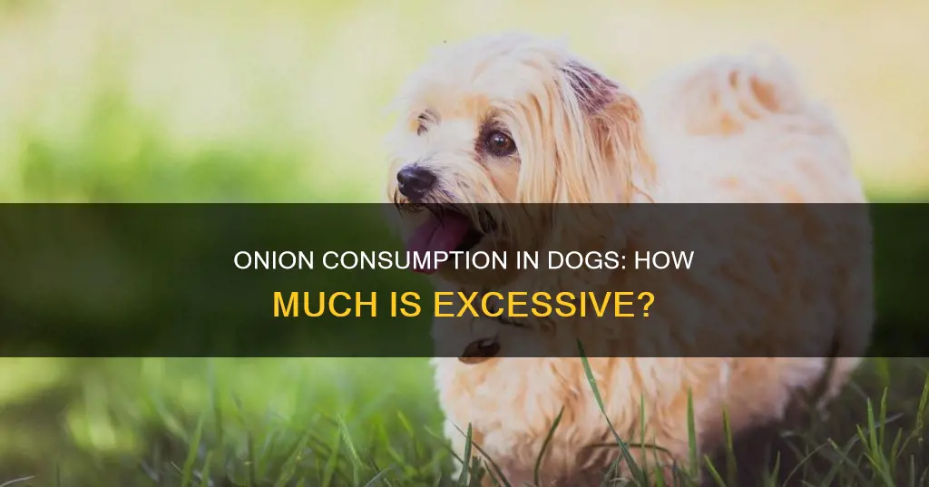 what constitutes a lot of onion for a dog
