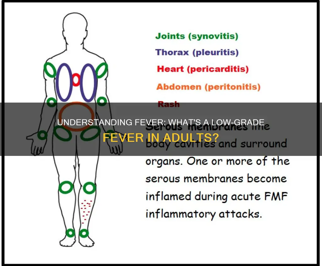 what constitutes a low grade fever in adults