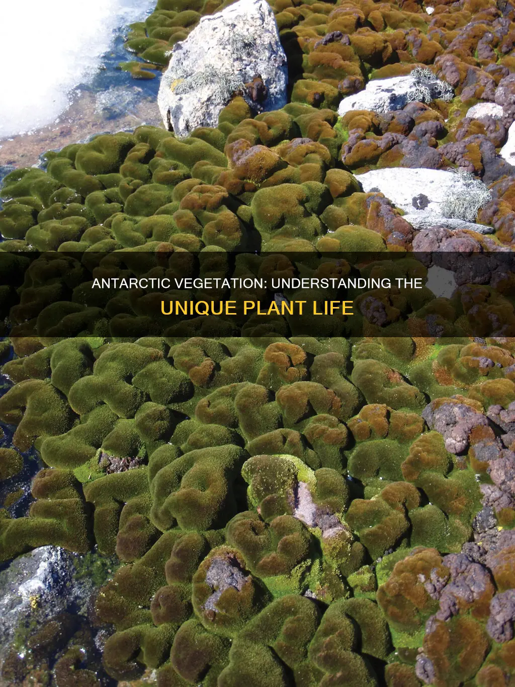 what constitutes a major part of antarctic vegetation