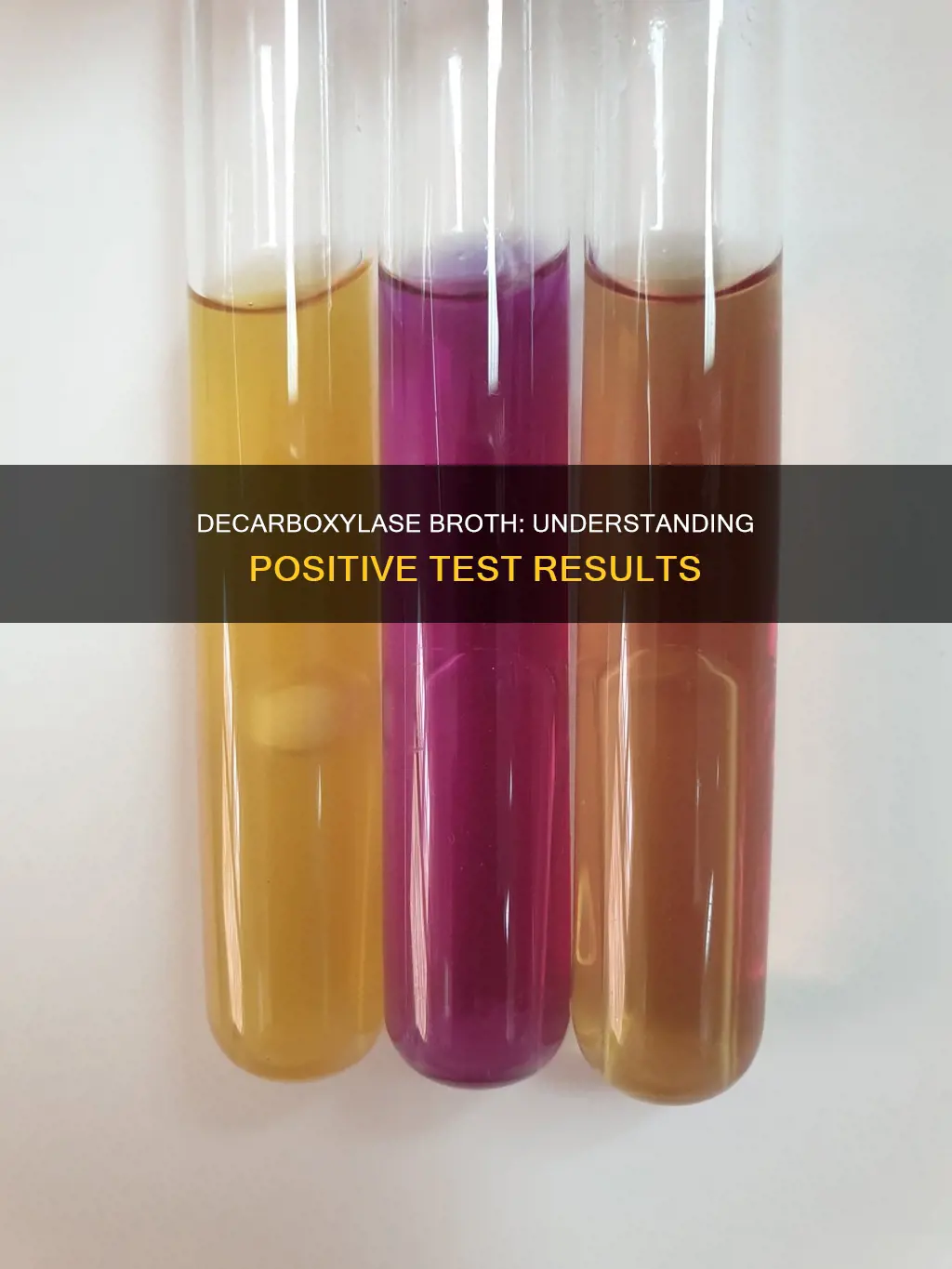 what constitutes a positive test in decarboxylase broth