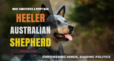 Blue Heeler-Aussie Mix: The Perfect Puppy?