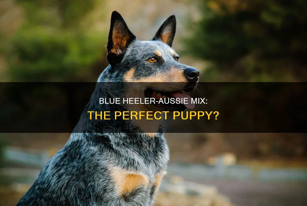 what constitutes a puppy blue heeler australian shepherd