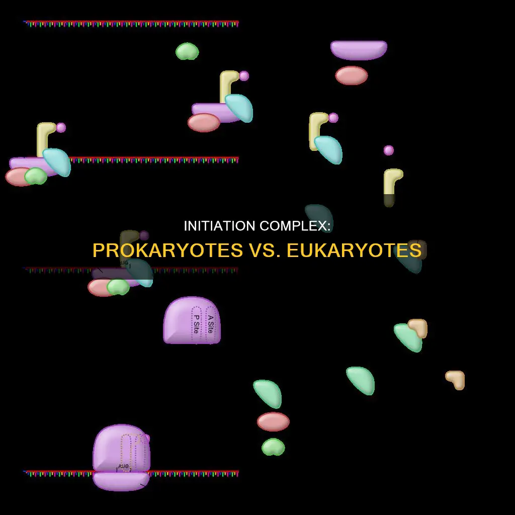 what constitutes a translation initiation complex in prokaryotes and eukaryotes