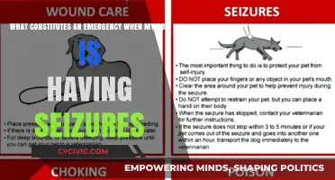 When Dog Seizures Become an Emergency: What to Know