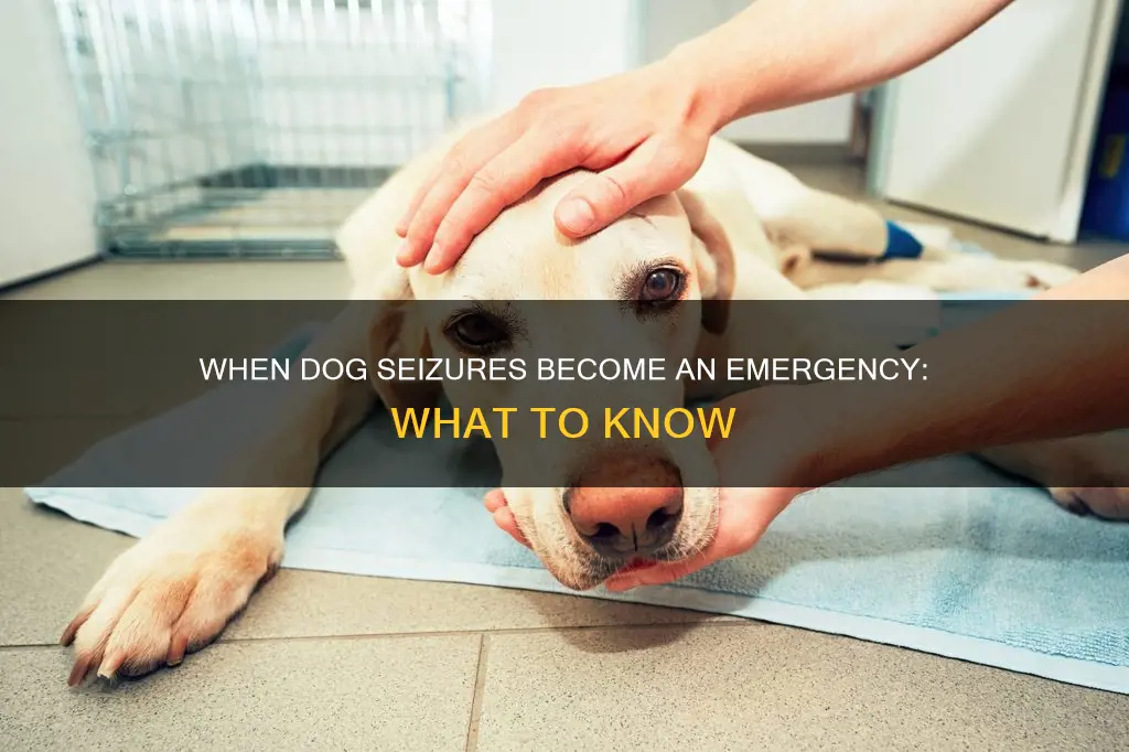 what constitutes an emergency when my dog is having seizures