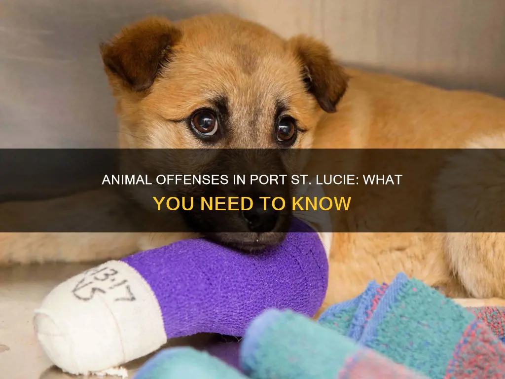 what constitutes animal offense port st lucie florida