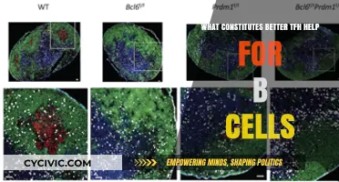 TFH Cells: How They Help B Cells Fight Better