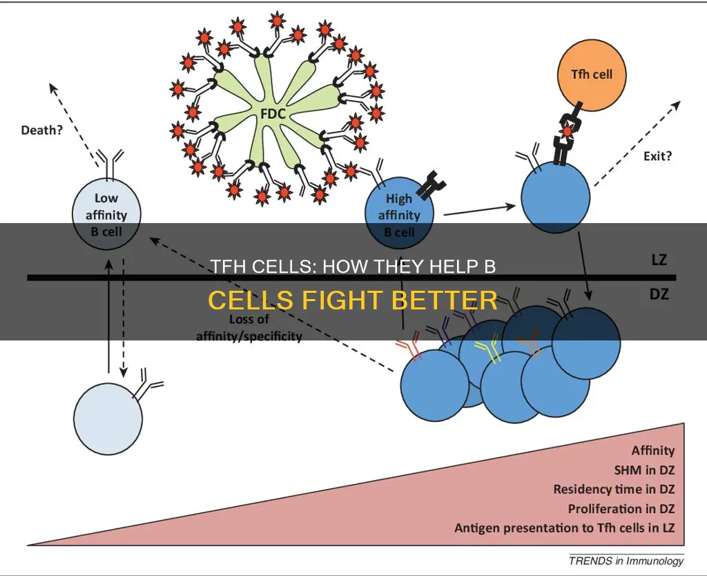 what constitutes better tfh help for b cells