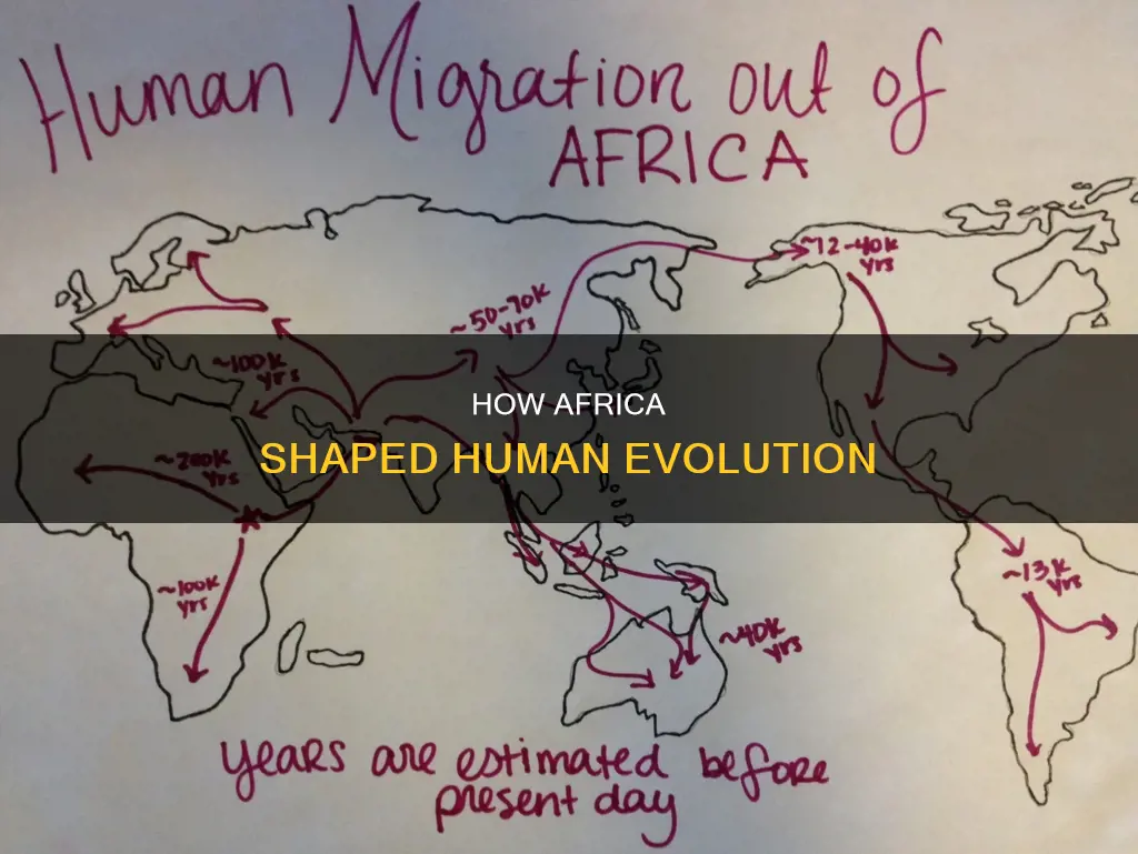 what constitutes evidence for the out of africa model