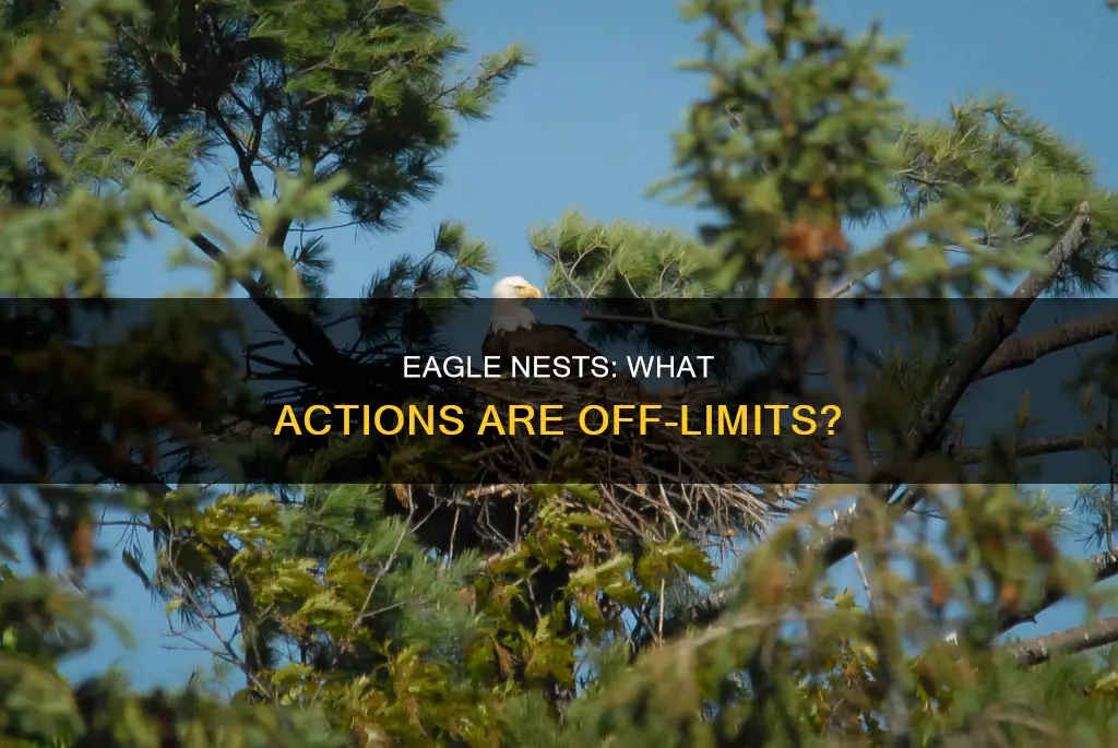 what constitutes molesting or disturbing an eagle nest
