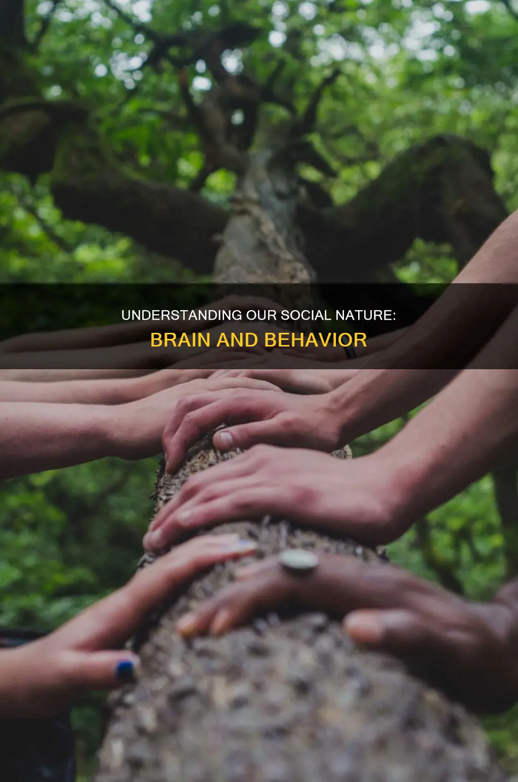 what constitutes our sociality as human beings brainly