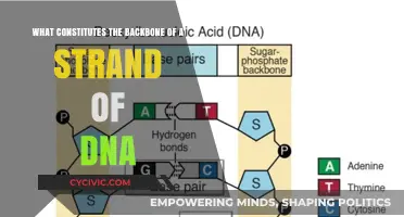 The Backbone of DNA: Sugar and Phosphate Groups