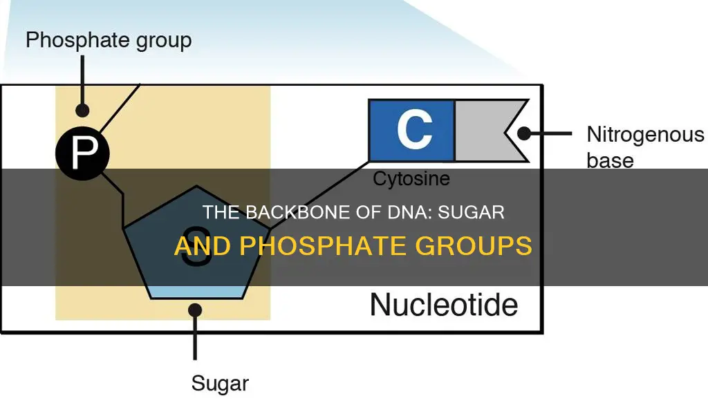 what constitutes the backbone of a strand of dna