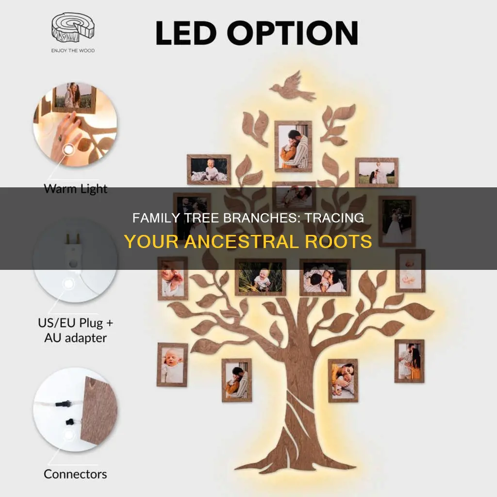 what constitutes the branch of a family tree