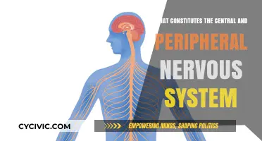 Understanding the Nervous System: Central and Peripheral Divisions