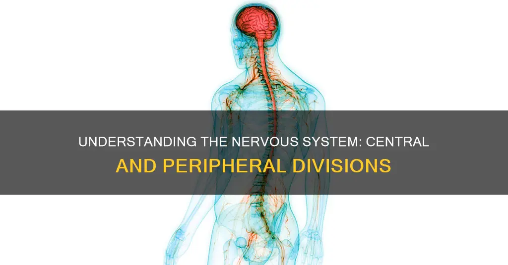 what constitutes the central and peripheral nervous system