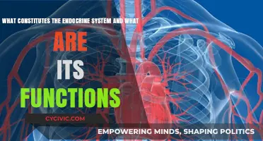 Endocrine System: Hormone-Producing Glands and Their Functions
