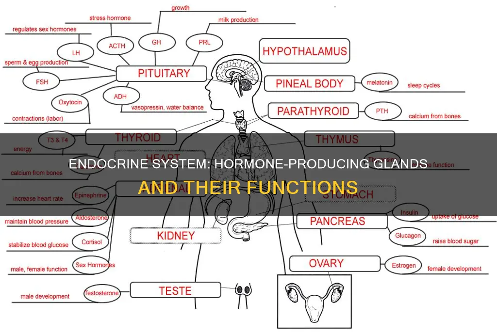 what constitutes the endocrine system and what are its functions