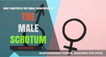The Vaginal Area: Female Scrotum Counterpart