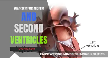 The Brain's Ventricles: Understanding the First and Second Cavities