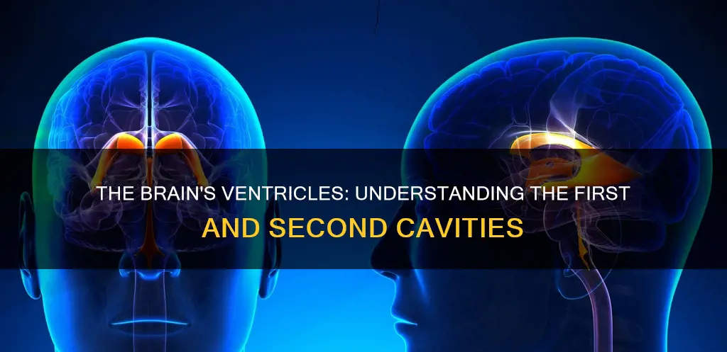what constitutes the first and second ventricles