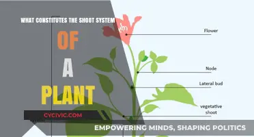 The Shoot System: Understanding a Plant's Growth