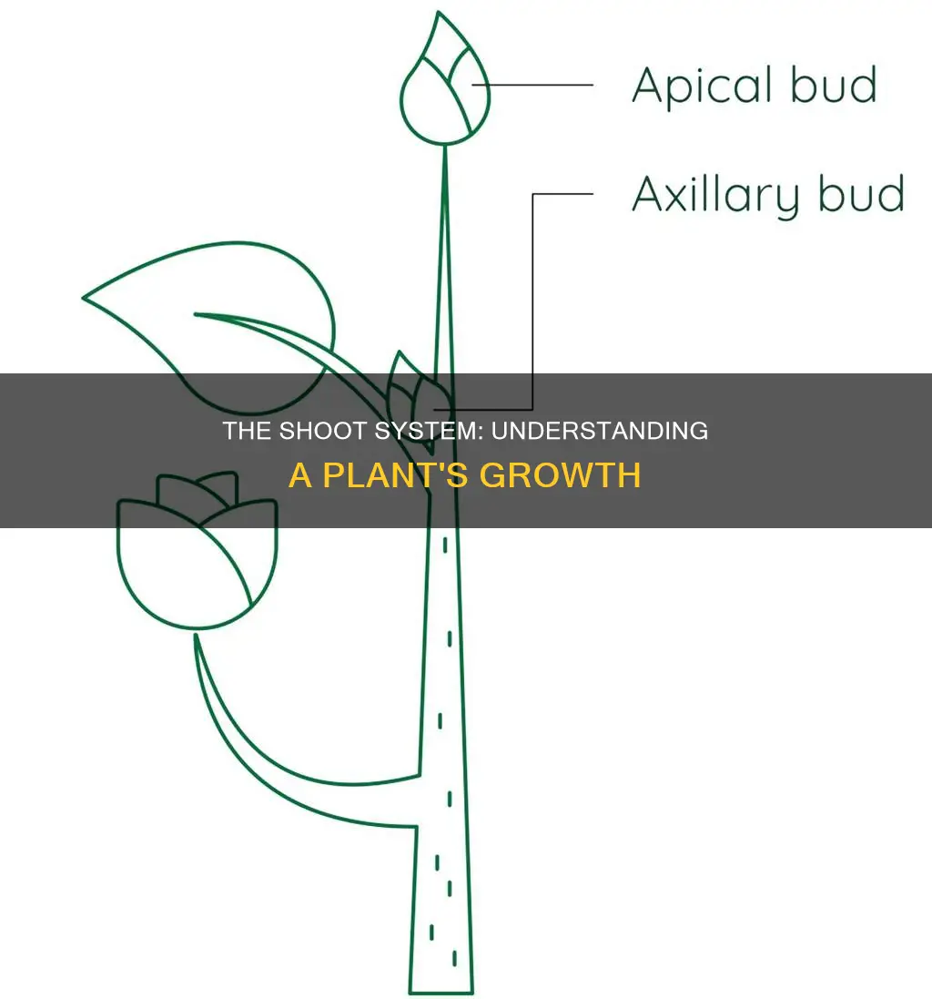 what constitutes the shoot system of a plant