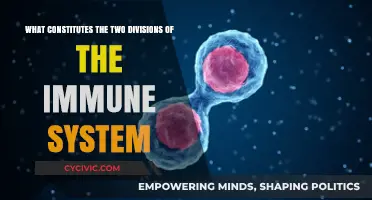 Immune System Divisions: Innate and Adaptive Responses