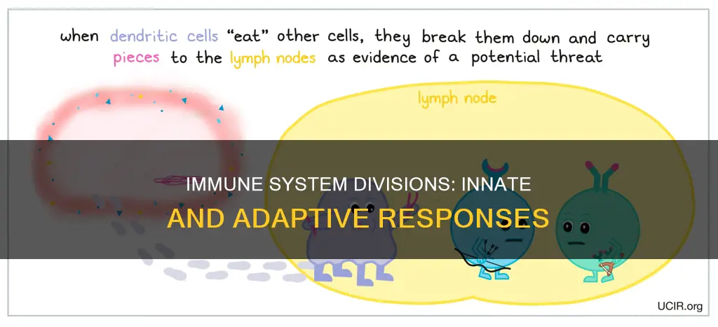 what constitutes the two divisions of the immune system