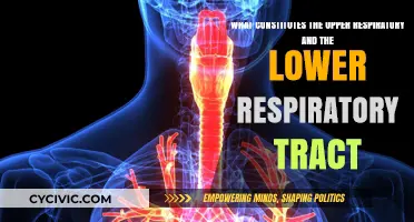 Respiratory System: Upper and Lower Tracts Explained