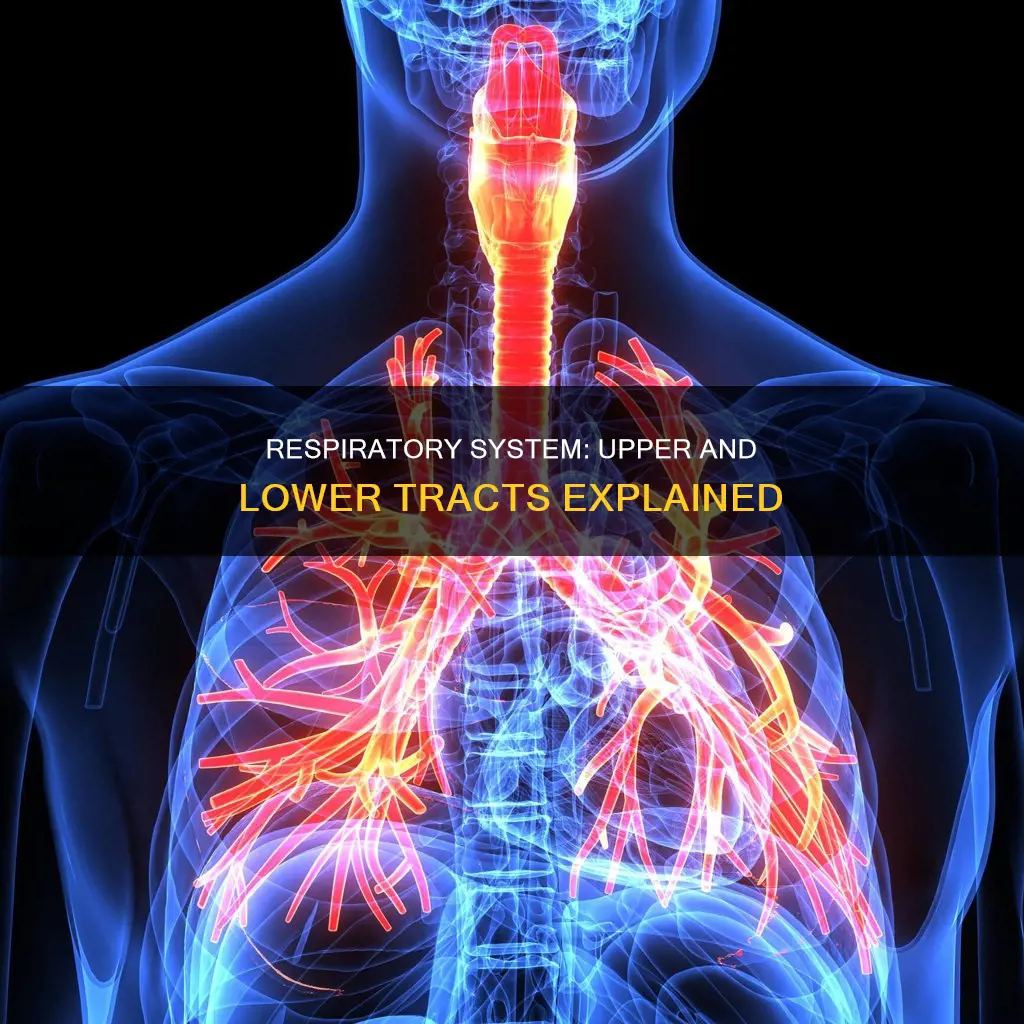 what constitutes the upper respiratory and the lower respiratory tract