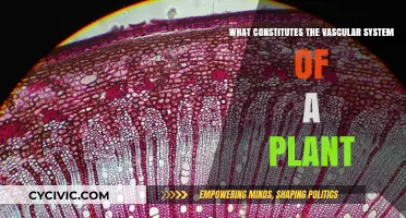 Vascular System: Plants' Intricate Water Transport Network