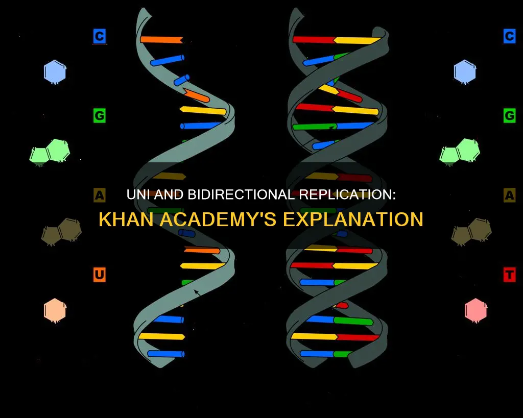 what constitutes uni or bidirectional replication khan academy